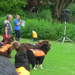 Rescue dogs showed what they could do in the water.