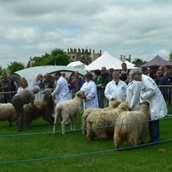 There were plenty of unusual and very old sheep breeds on display