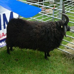 Yes its a sheep - but count the horns!