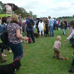 Dogs in England are more welcome in public places.
