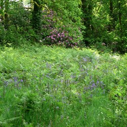 The charm of an English forest, even if they are tiny by our measure.