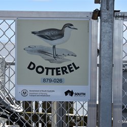 Every South Australia Murray River Ferry is named after local bird species