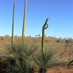 Grass Trees beside the puntawarri 