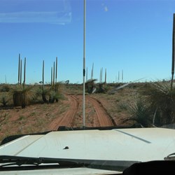 Grass Trees beside the Puntawarri
