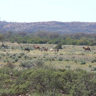Feral fest - Camels and donkeys in the heat haze