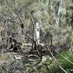 MacCabe Corner obscured from the Murray by River Cooba trees