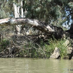 This large River Red Gum helped to hide MacCabe Corner Post