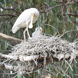 We were able to paddle right up to this Yellow Billed Spoonbill and its young chick