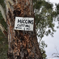 Another easy to spot marker on the large River Red Gum