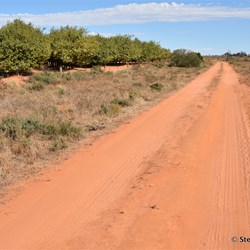 Almond Trees border the track until you reach the National Boundary