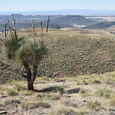 Another Grass Tree and views over the valleys below