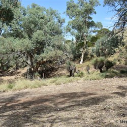 This small gully is home to a number of species of plants, including these Rive Red Gums