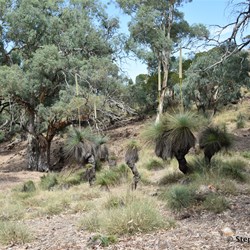 This special little gully