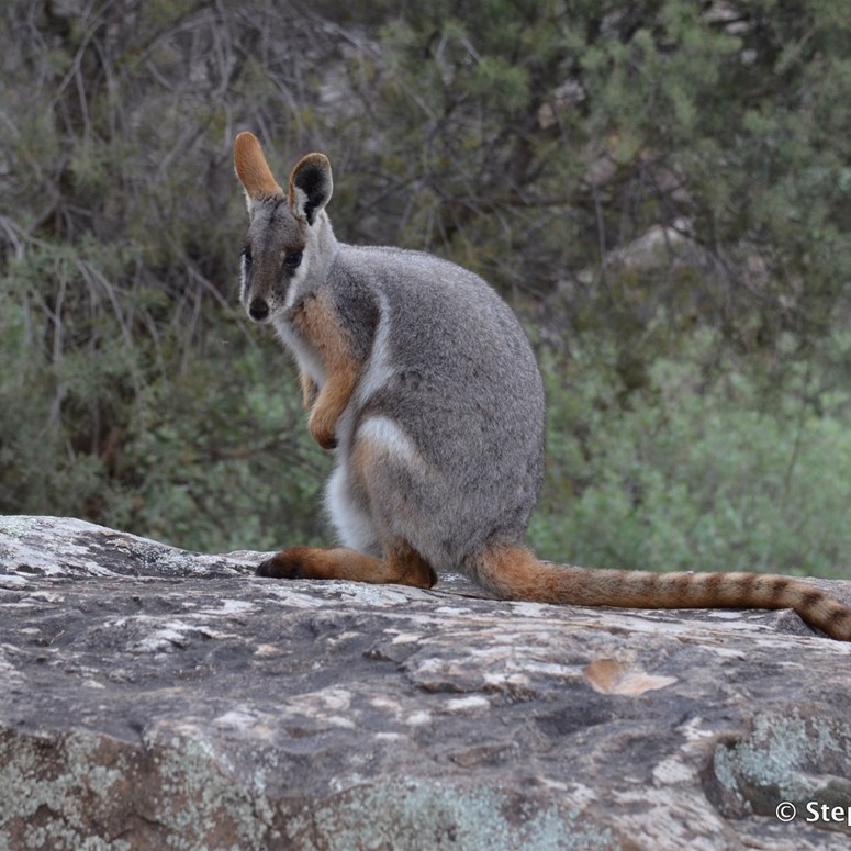 Yellow Tailed Rocky Wallaby