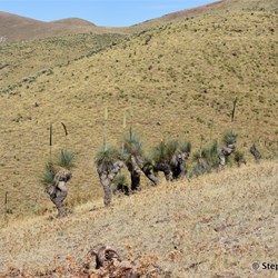 The Grass Trees start very early into the drive