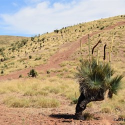 The Black Boys come in many shapes and sizes