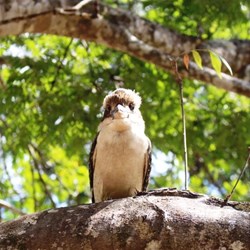 A predatory kookaburra eyeing our lunch
