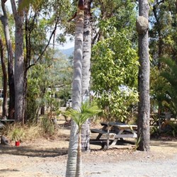 Tables under the palms at Byfield