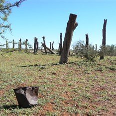 The old stockyard on the Talawana