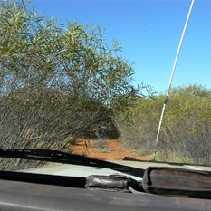 Just a tad overgrown on the back road!