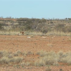 Slim Pickings off a long dead camel!