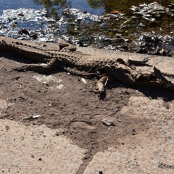 Dead freshwater Crocodile on the causeway of Stockade Creek