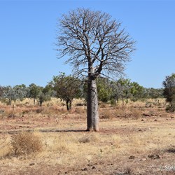 There were now more and more Boab trees in the northern section of the Duncan Road