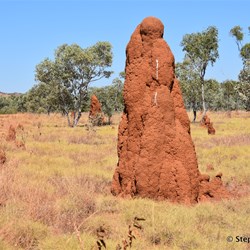Track conditions on Sophie Downs Station heading for the old ruins