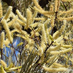 Even in the Dry Season Native plant are in flower
