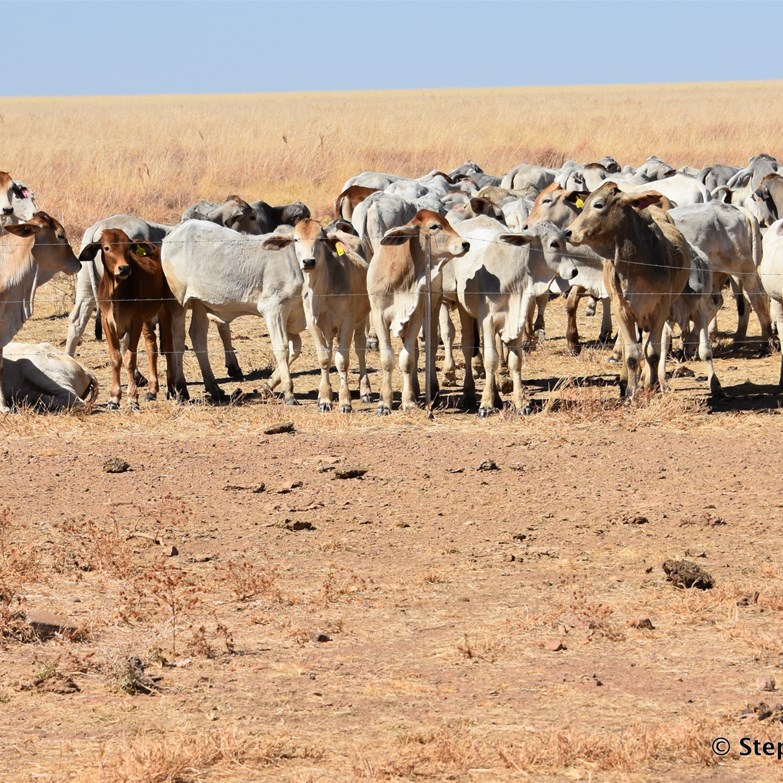 We have cattle to thank for the construction of the Duncan Road