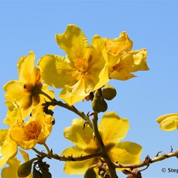 You never know what will be in flower until you came across the Australian Natives