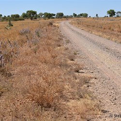 Mulla Mulla Wildflowers were very common along the Duncan Road
