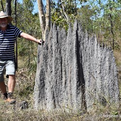 Stephen showing the height of the Magnetic Termite mounds