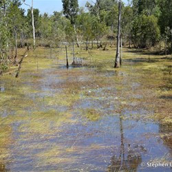 Goyder River flood plain