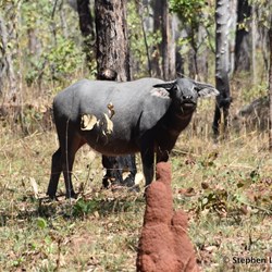 Another small group of Buffalo after the Goyder River