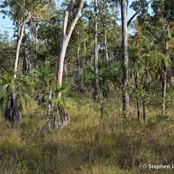 The dense vegetation between our camp and the main road
