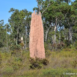 Giant termite mound 
