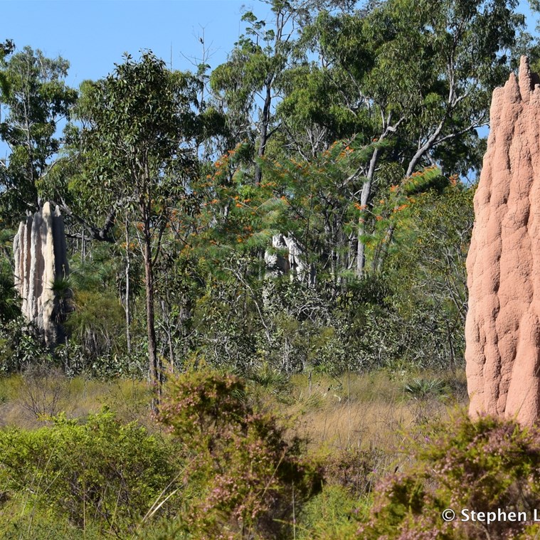 The colours of two different giant termite mounds - the whiter ones are at the rear