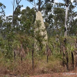 More giant termite mounds 