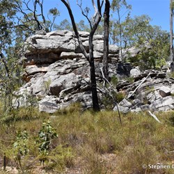 Large rock outcrop set amongst the eucalypts 