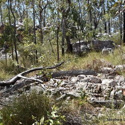 Large rock outcrop set amongst the eucalypts 