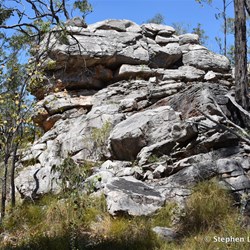 Large rock outcrop set amongst the eucalypts 