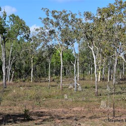 Type of country before Flat Rock Creek