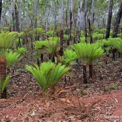 The new regrowth after traditional burning on the side of the road