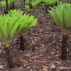 The bright green regrowth was a real contrast in the burnt off areas  