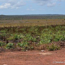 Then out of the blue, traditional homelands have been cleared for cattle grazing 
