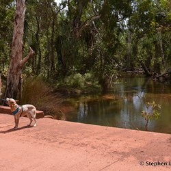 Taking the boys for a walk
