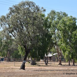 Barunga Aboriginal Community,