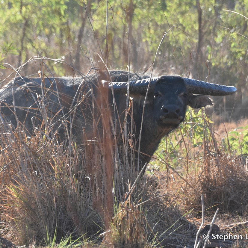 This lone bull Water Buffalo was massive  