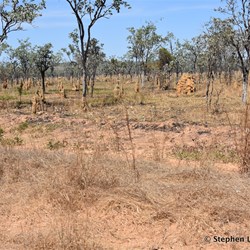 Small termite mounds 